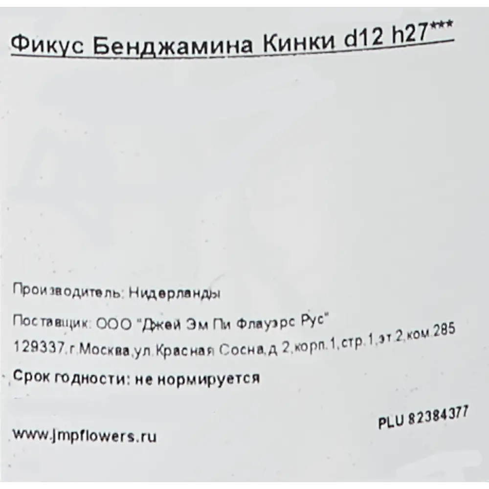 Фикус Бенджамина Кинки 12x27 см 82384377 STLM-2005800 Santreyd  - Вид №2
