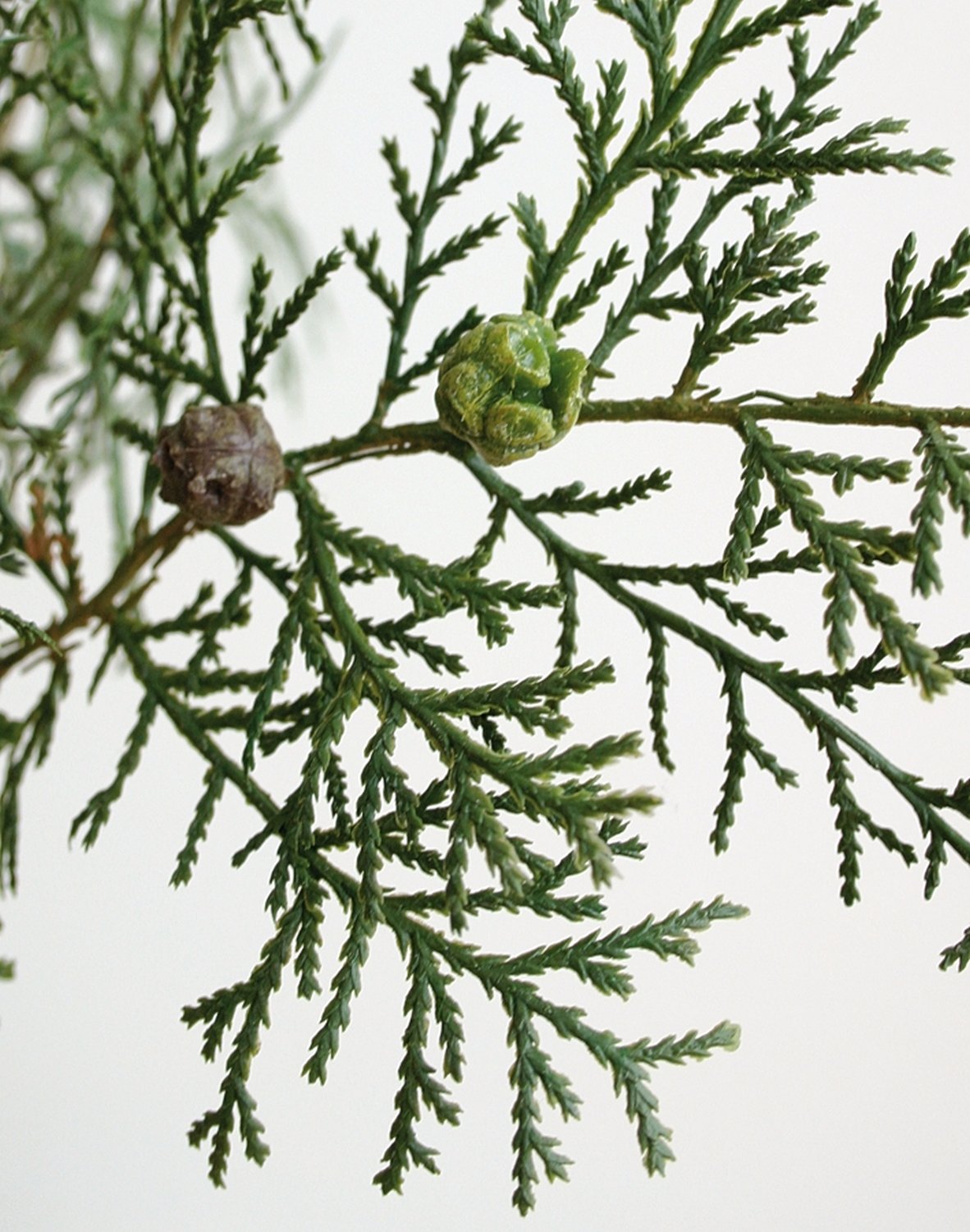 1774 883 a3 Стебель искусственного кедра, 60см, зеленый H-andreas  - Вид №1