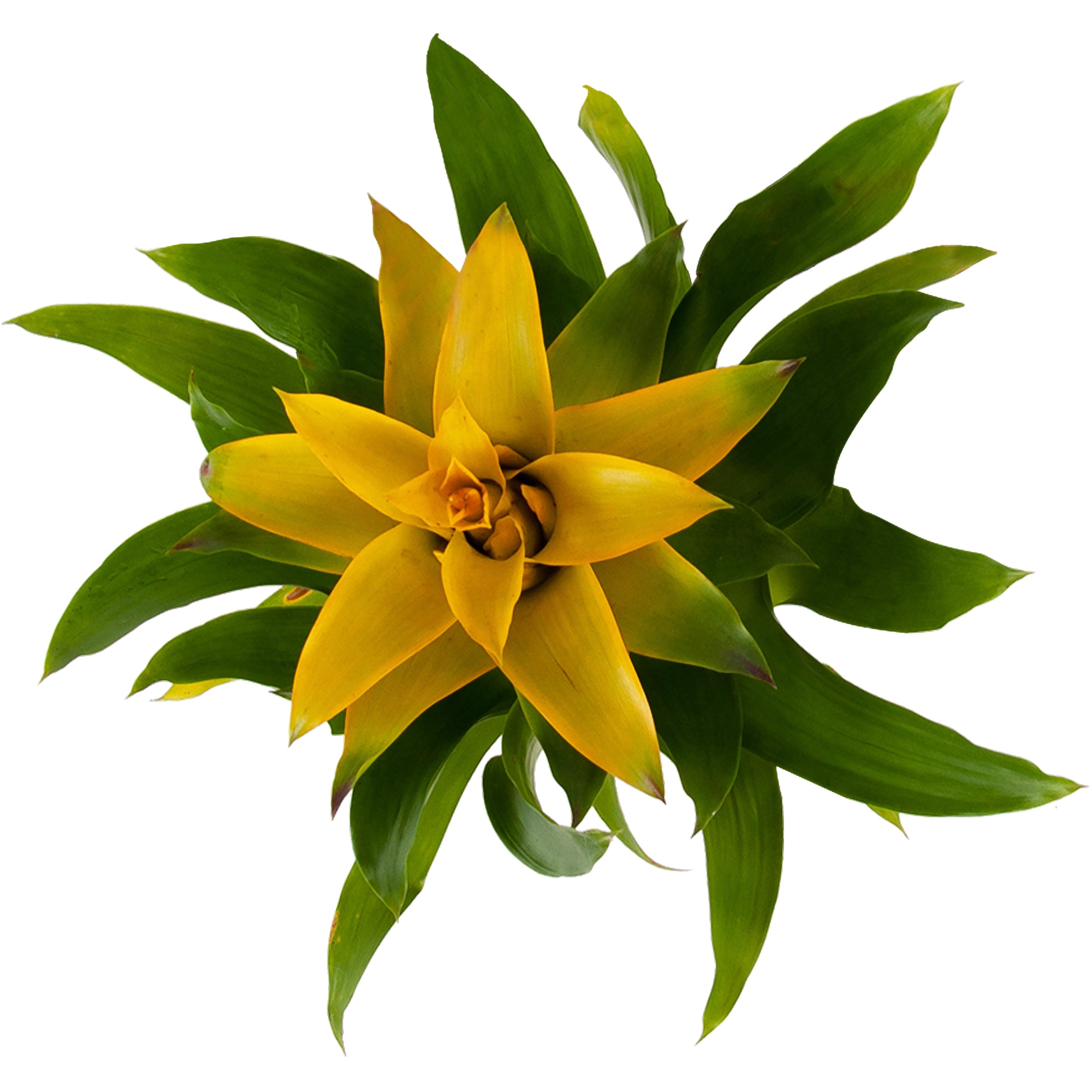 82548578 Гузмания Капкейк микс 9х40 см Santreyd  - Вид №1