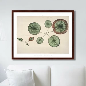 Картина: Young gigantic water lily, 1870г. КАРТИНЫ В КВАРТИРУ  264211 Разноцветный