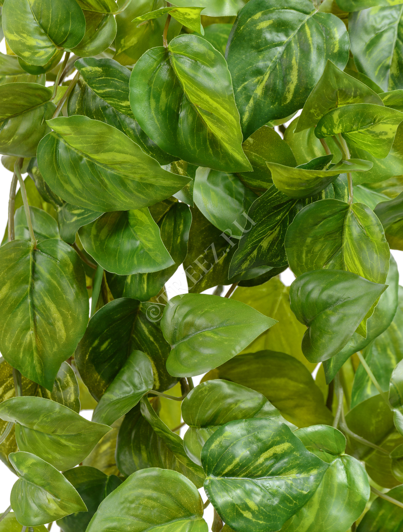 20.05200264GY-S Потос Ауреум ампельный Цветочная коллекция  - Вид №1