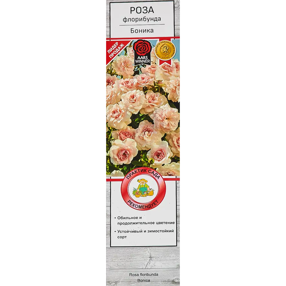 Роза флорибунда Боника в тубе Поиск Инвест 18348347 STLM-2076488 Santreyd 