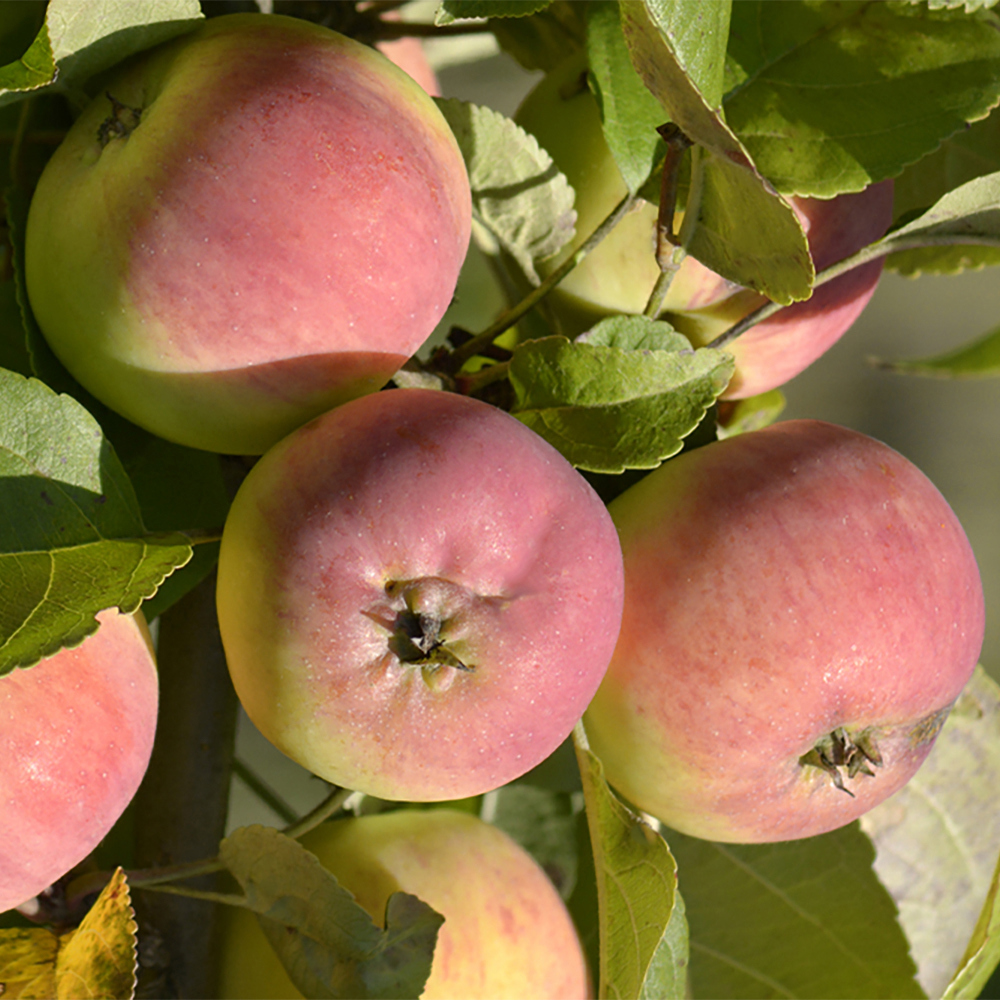 Саженец яблони микс Santreyd - плодовое дерево для сада 87718526