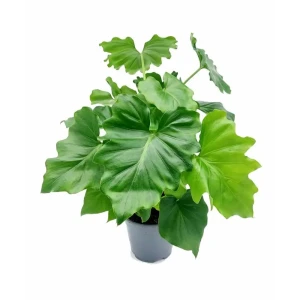 Филодендрон Шангри Ла Santreyd - комнатное растение для озеленения 89394865