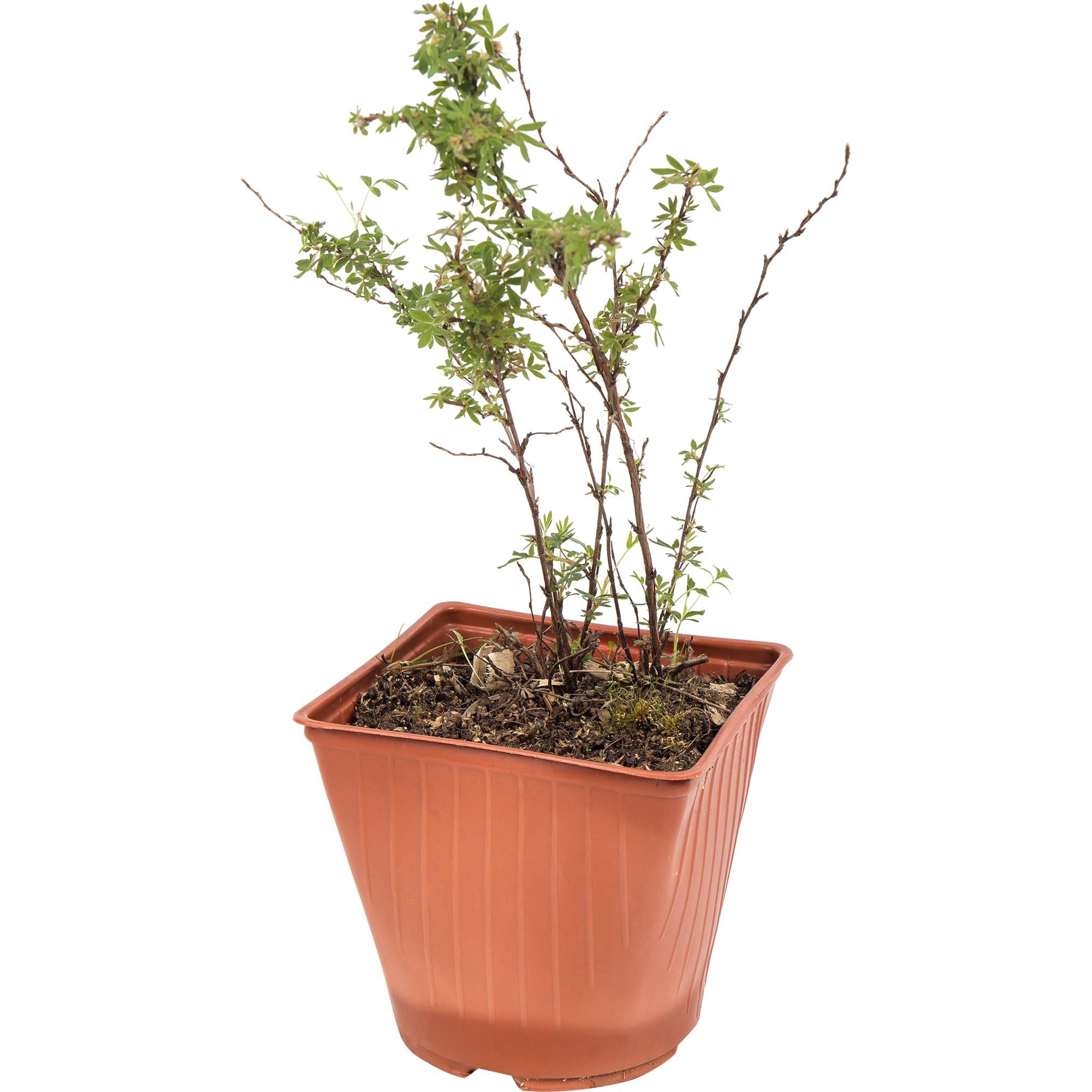 82595156 Лапчатка «Абботсвуд» 15x30 см Santreyd 