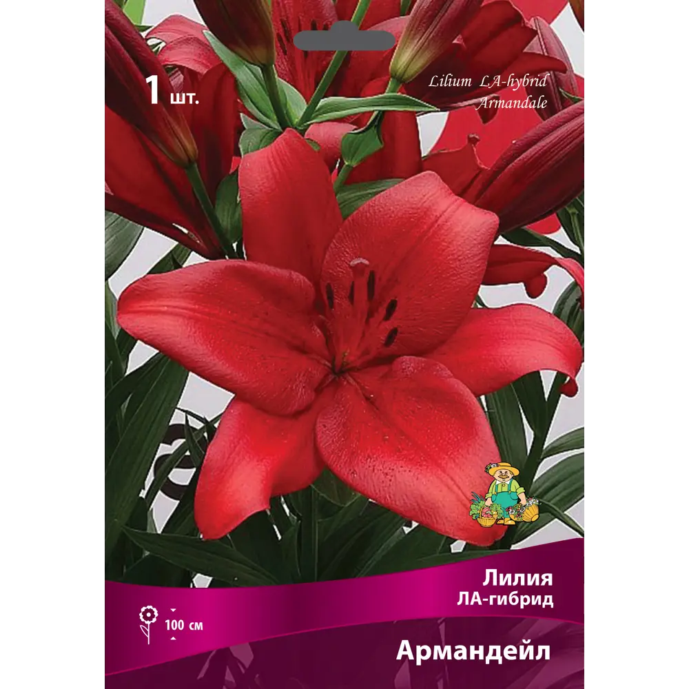 Santreyd Лилии ЛА-гибриды Армандейл - оранжевые многолетники для сада 83597412 STLM-1457757