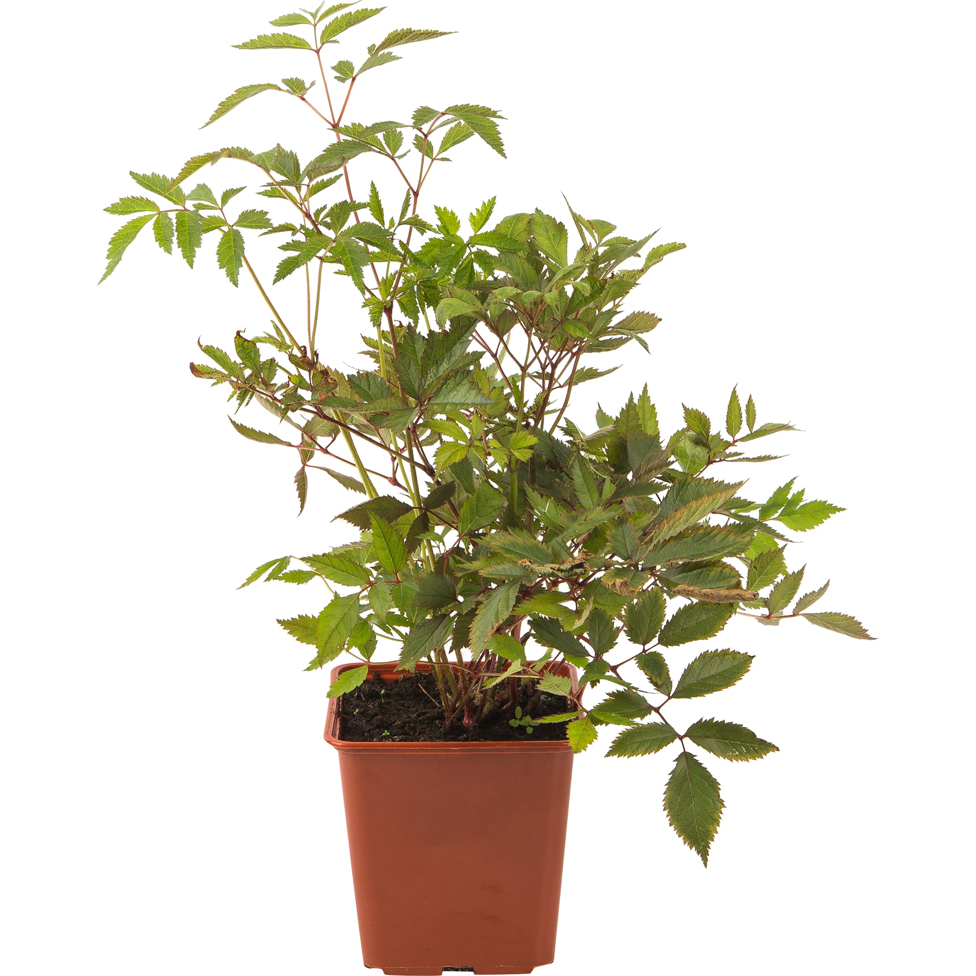 82560423 Астильба микс С2 Santreyd 