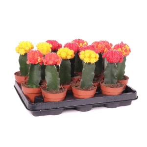 Гимнокалициум Япония микс - декоративный кактус ø8.5 см 89434537