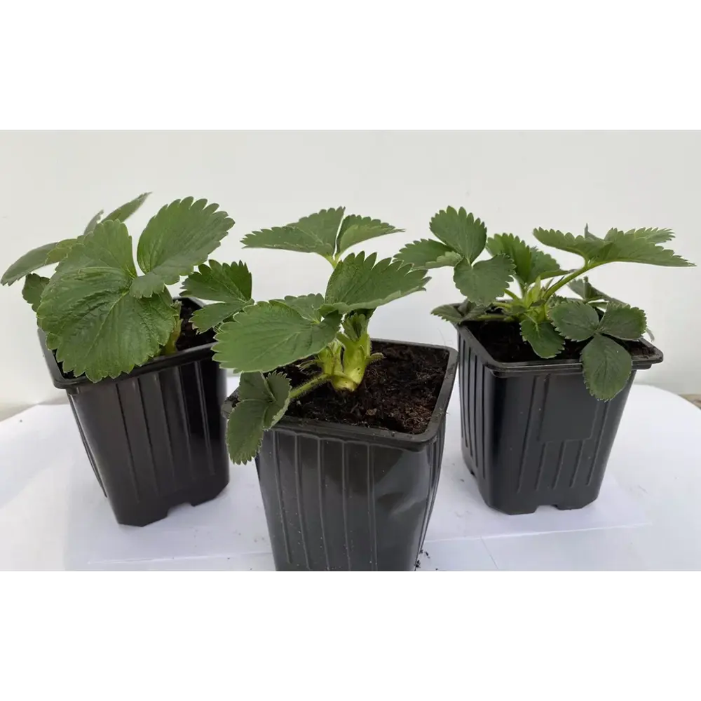 Santreyd Земляника Роксана - крупноплодная рассада для богатого урожая 89366453 STLM-0950297