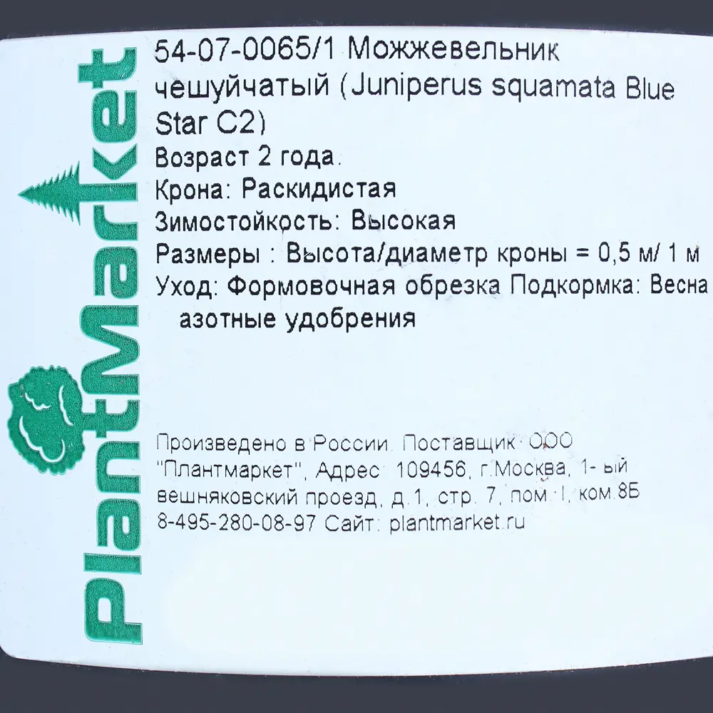 Можжевельник чешуйчатый «Блю Стар» С2, 20-30 см 81969341 STLM-2112687 PLANTMARKET  - Вид №2