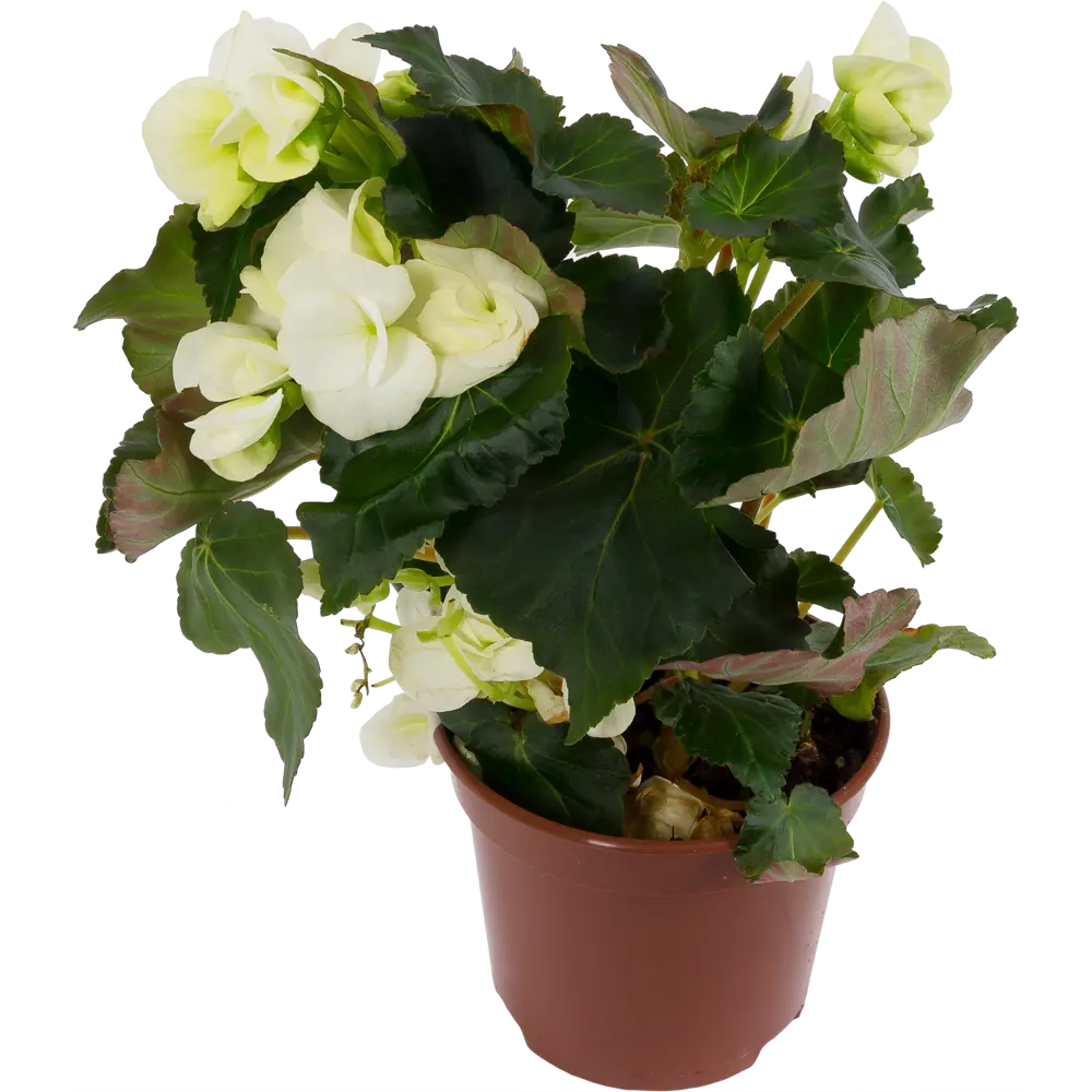 Бегония Элатиор Santreyd — вечное цветение в вашем доме 12510729 STLM-1373320