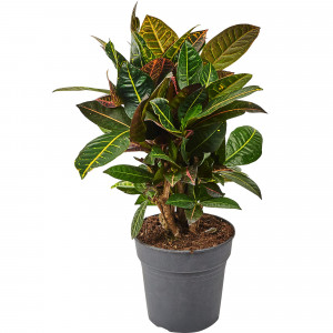 82892080 Кротон Петра 21x70 см