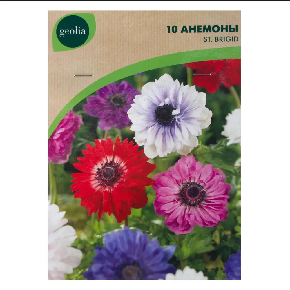 Анемона Geolia «St Brigid», 5х6 см 15548669 STLM-2094856 