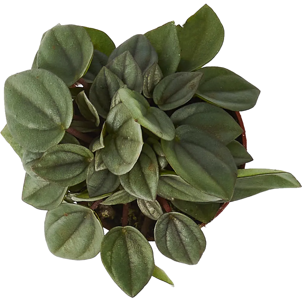 Пеперомия Бамбино от Santreyd — миниатюрное комнатное растение 85324954 STLM-0061519 - Вид №2