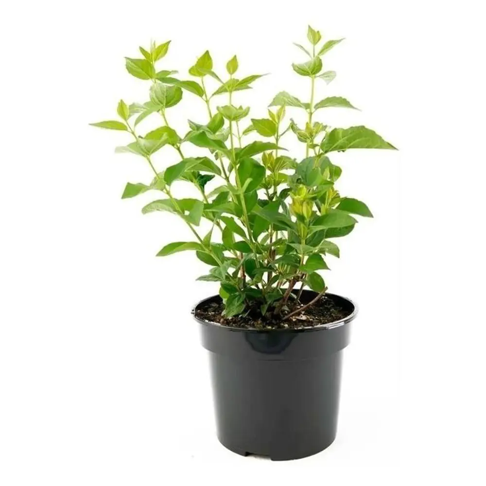 Чубушник гибридный Земляничный ø15 h20 см 89465463 STLM-2128795 PLANTMARKET  - Вид №1