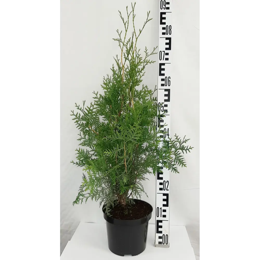 Туя западная «Брабант» 19x30 см 82550327 STLM-2139643 ГАВРИШ 