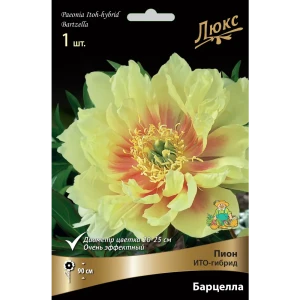 Пион ИТО-гибрид Барцелла 10/12 ,1 шт 82530304 STLM-2141647