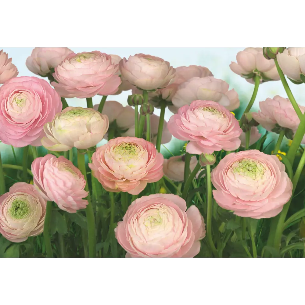 Фотообои бумажные, 368x254 см, KOMAR Розы 12353655 STLM-2102711 Gentle Rosé