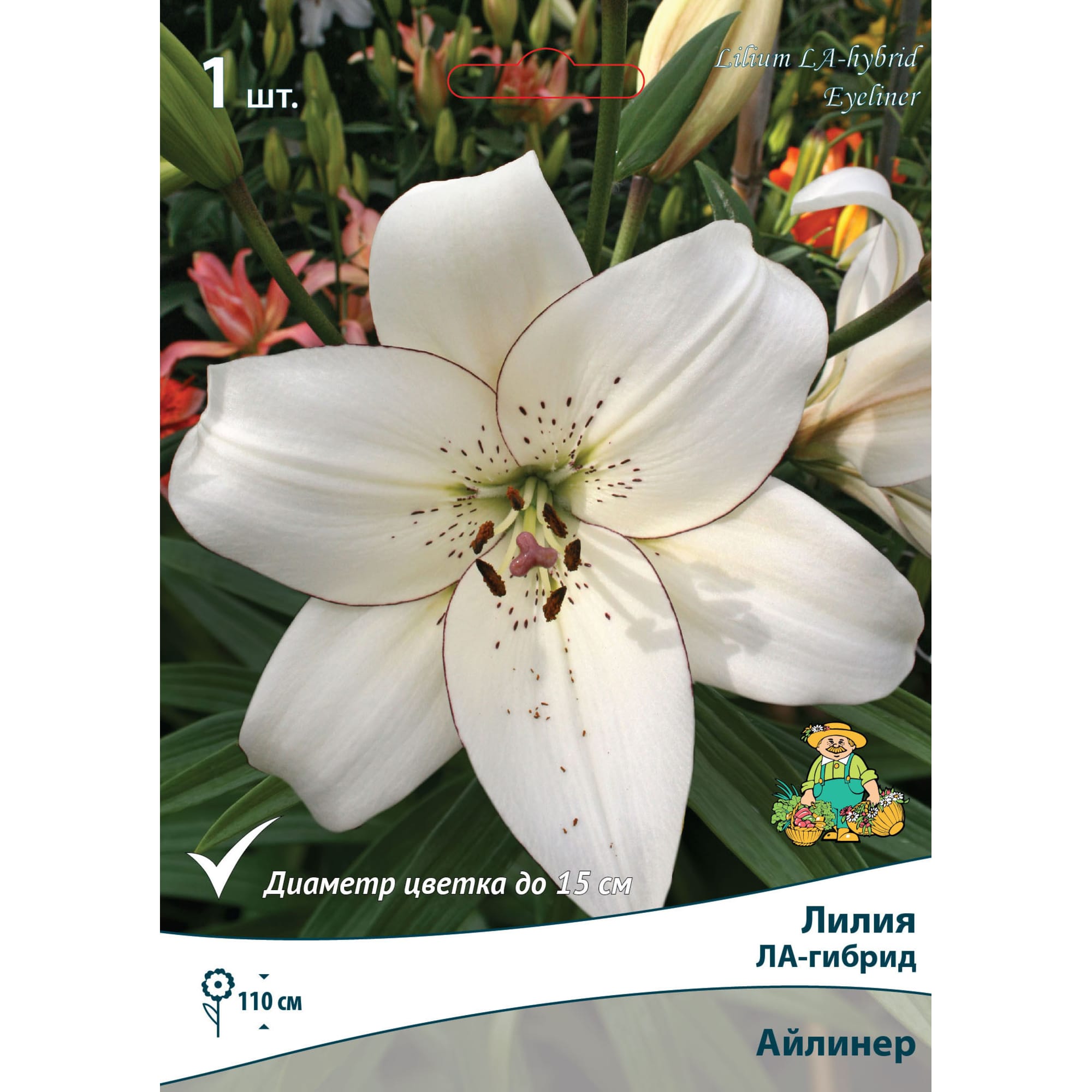 82662631 Лилия ЛА-гибрид «Айлинер» размер луковицы 14/16 Santreyd 