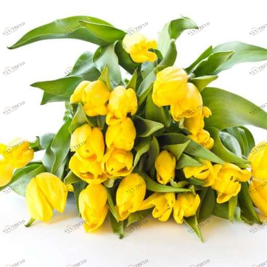 WP02445 Фотообои Verol Фотообои decoline 1х1 м