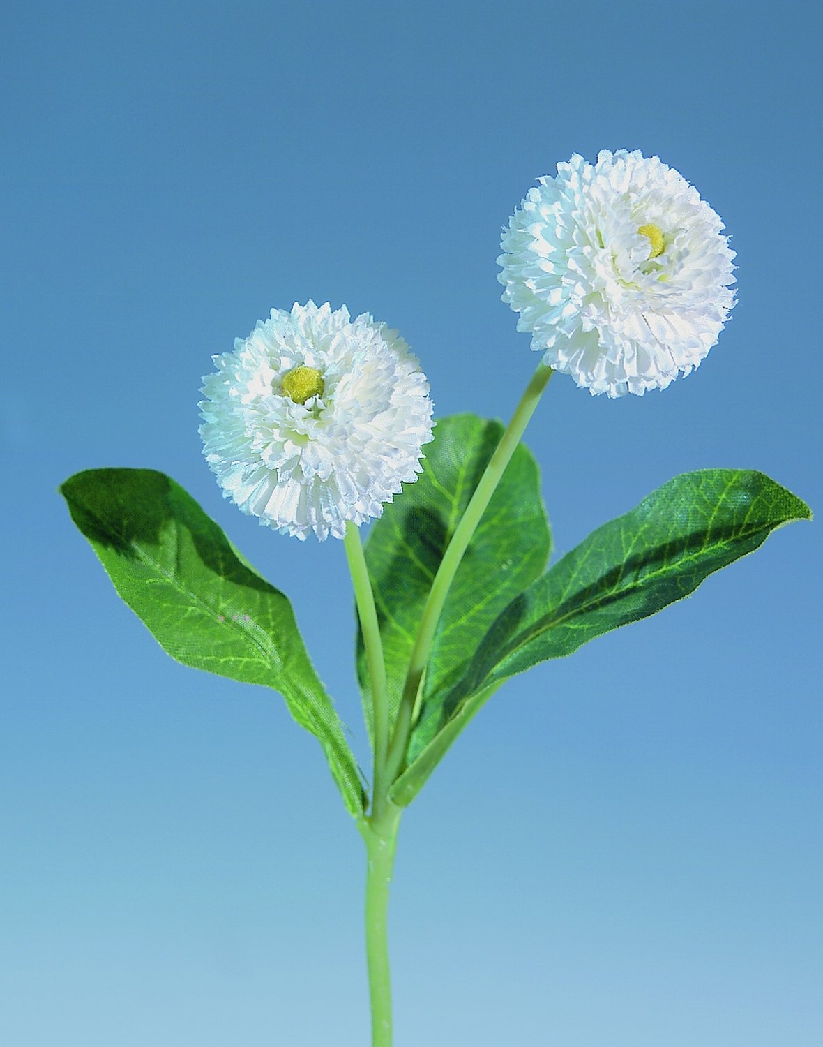 3172 777 a2 Шелк Беллис на палочке, 2 цветка, 26 см, белый H-andreas  - Вид №1