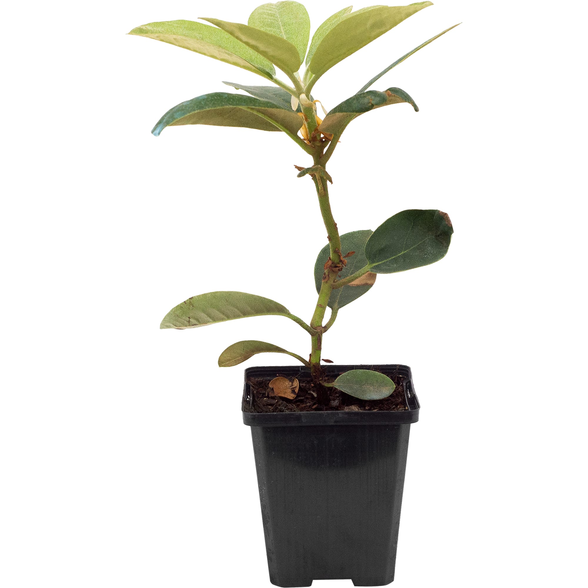 82176136 Рододендрон якушиманский «Фантастика» P9 Santreyd  - Вид №3