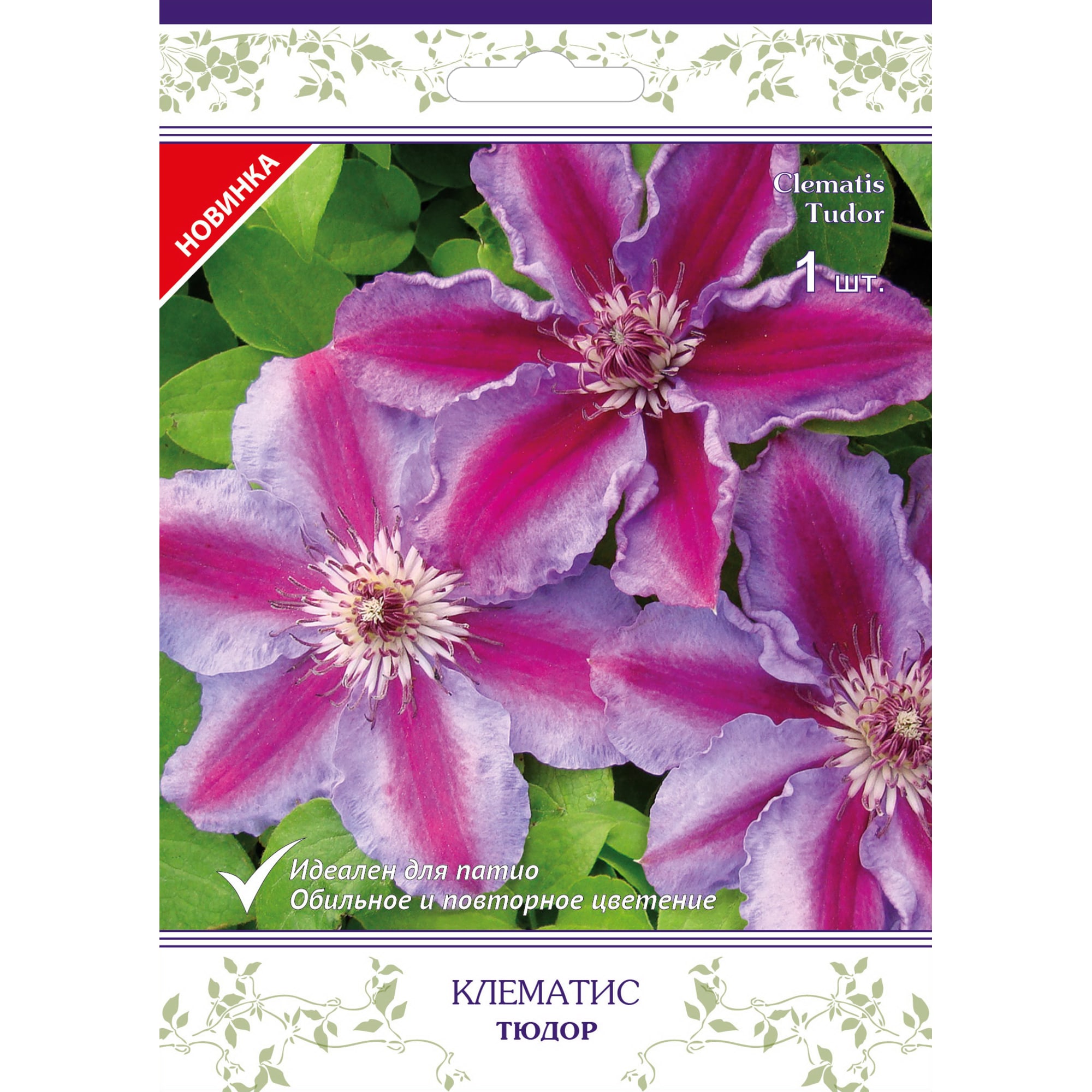 82527583 Клематис крупноцветковый Тюдор в капере Santreyd 