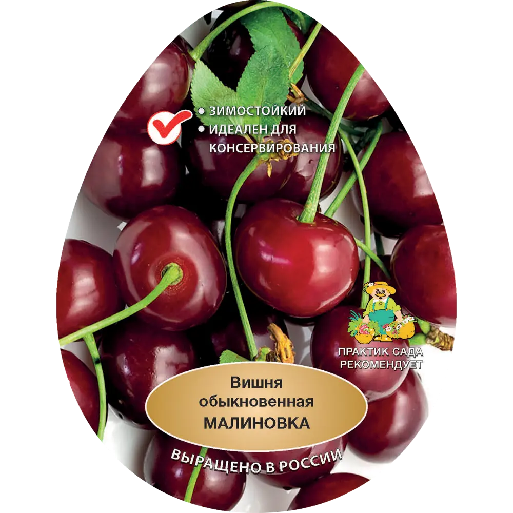 Вишня обыкновенная Малиновка h200 см Поиск Инвест 84399288 STLM-2184864 Santreyd 