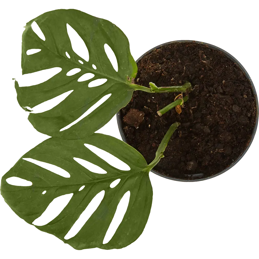 Монстера Адансони от Santreyd - тропическая лиана с ажурными листьями 82932714 STLM-0962055 - Вид №1