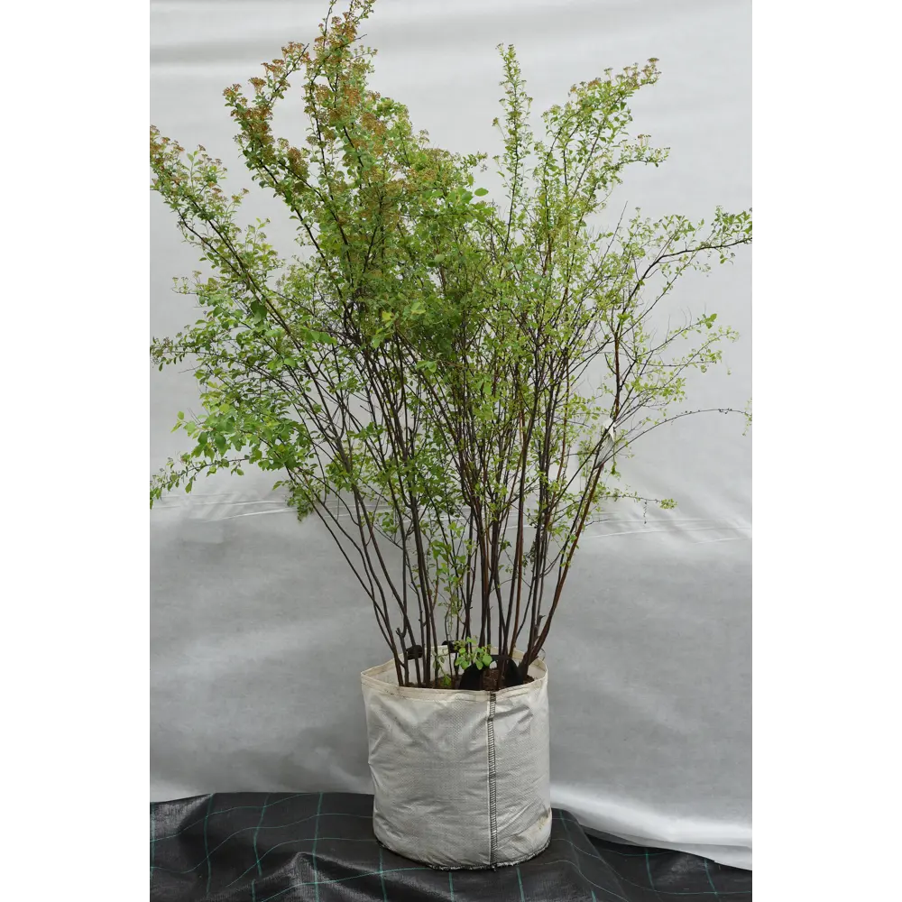 Спирея Ван-гутта 50x100-125 см 82676655 STLM-2139458 Santreyd 