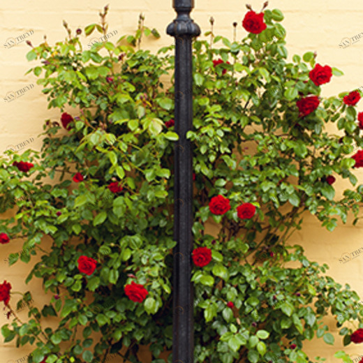 C1-282 Фотообои DIVINO Collection C 2.7х1 м C1282