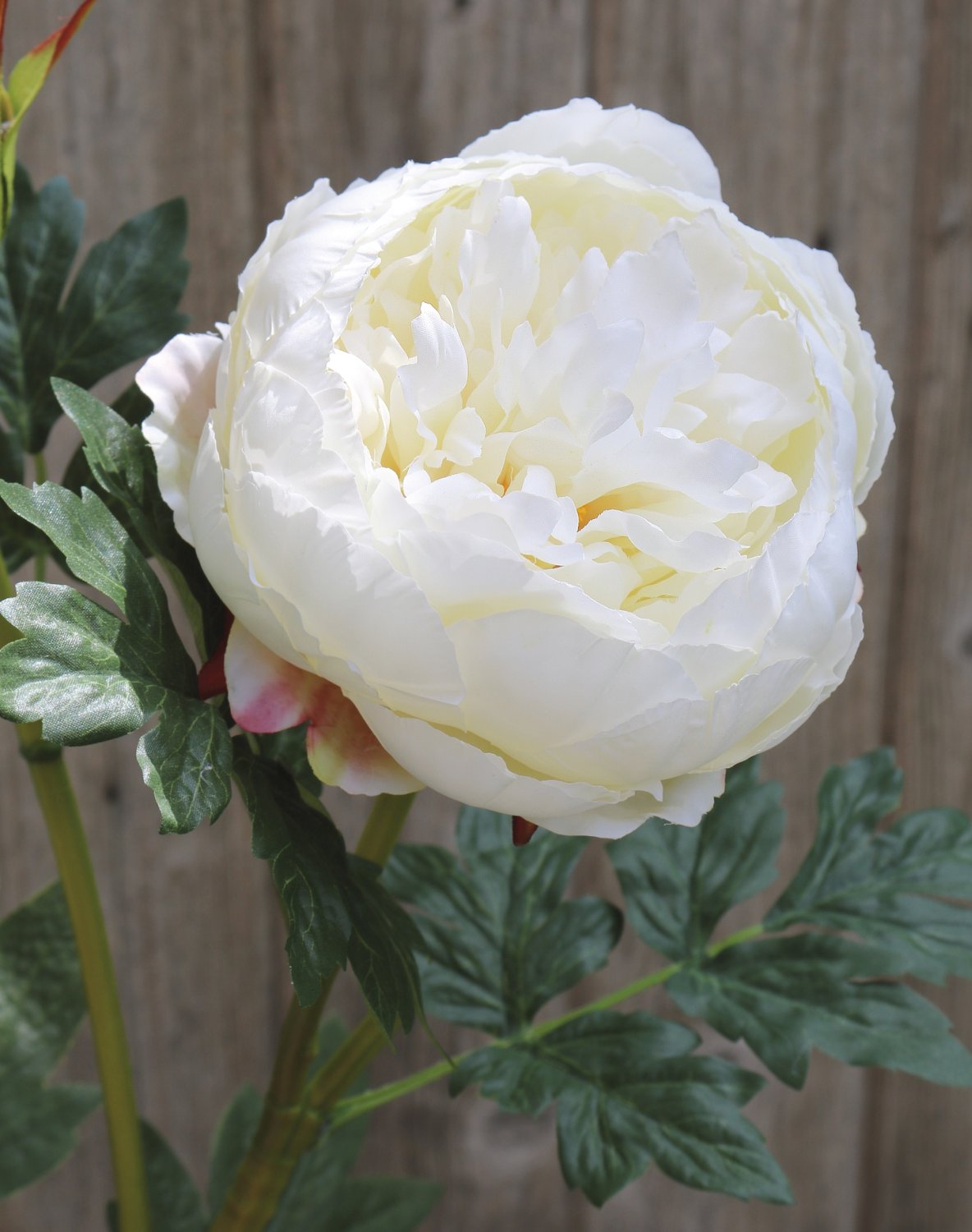 2345 778 a3 Пион шелковый, 1 цветок, 1 бутон, 78 см, бежево-белый H-andreas 