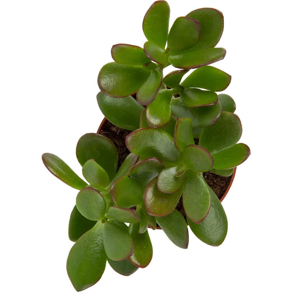 Santreyd Крассула микс - живое украшение интерьера в горшке d9 h20 82580120 STLM-0030563 - Вид №1