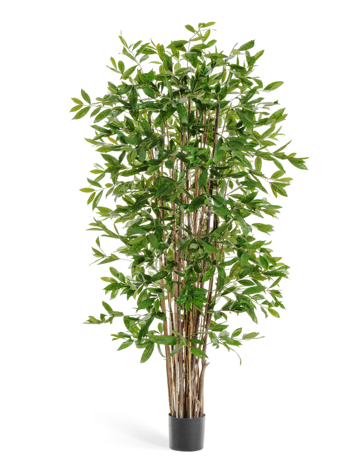 10.26006N Драцена Саркула Спотти Цветочная коллекция 