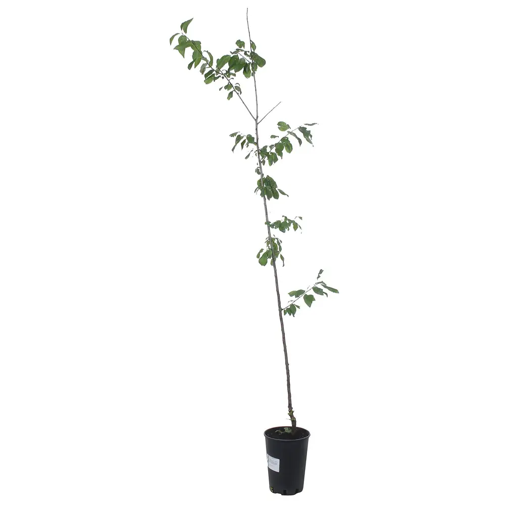 Алыча/Слива русская «Злато скифов» С5-С7 81969349 STLM-2153670 PLANTMARKET 