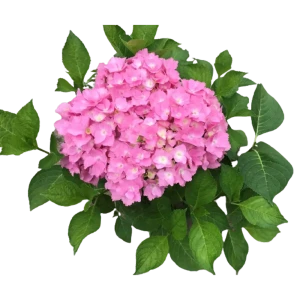 Гортензия крупнолистная Свит Седакшэн 9 h20 см 85166615 STLM-2184591