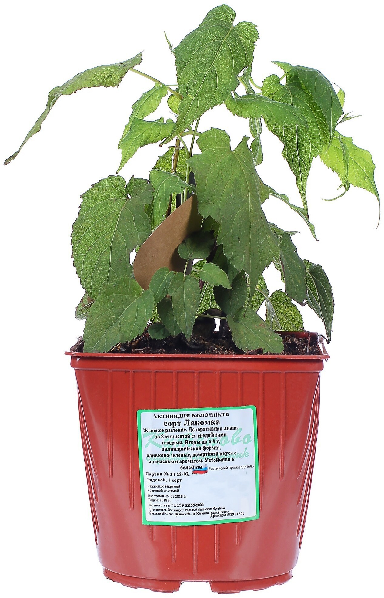 Актинидия Лакомка Santreyd - декоративная лиана с плодами ананасового вкуса 81954876