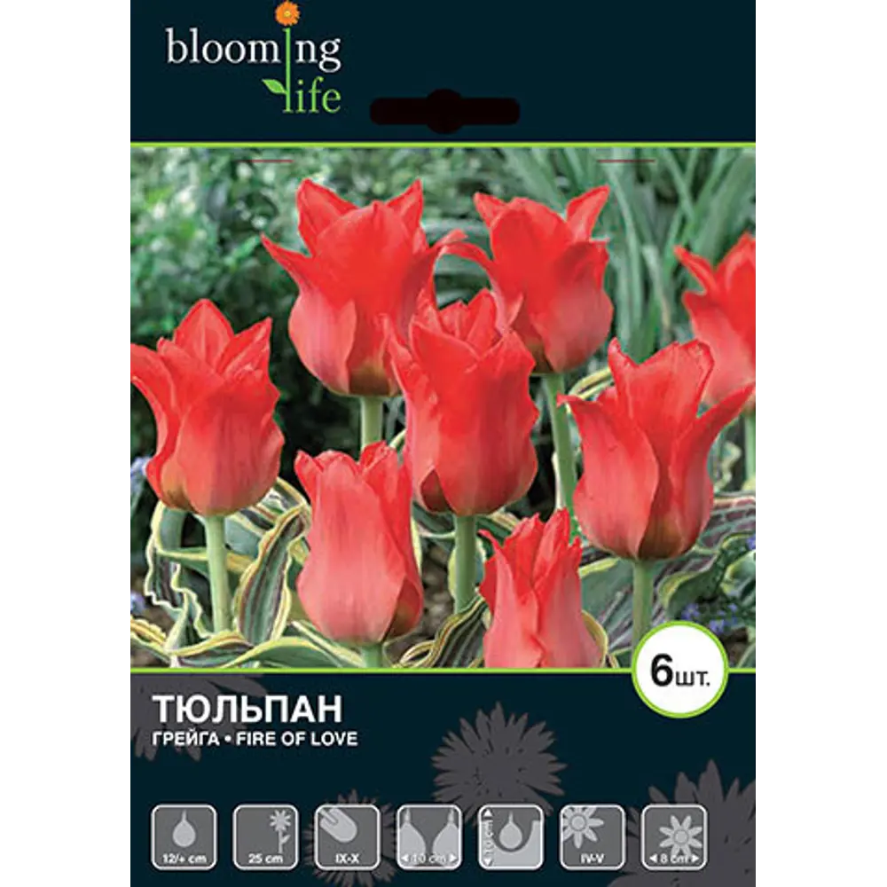 Тюльпан «Файер оф Лав» размер луковицы 12, 5 шт. 82665994 STLM-2142169 BLOOMING LIFE 