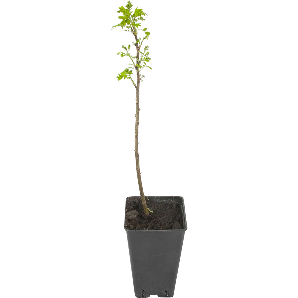 Акация жёлтая Карагана древовидная 15x40 см 82595229 STLM-2094535 Santreyd 