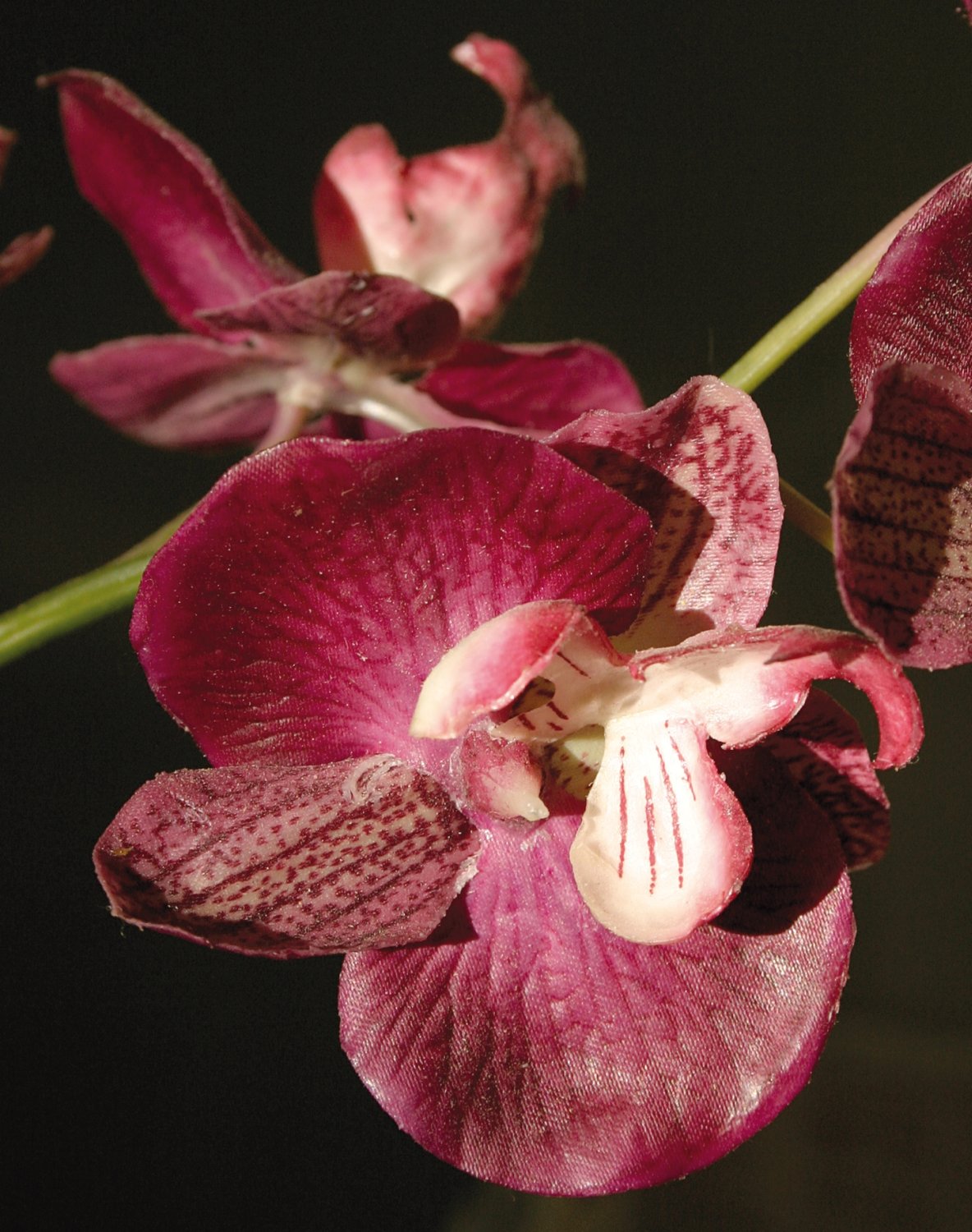 2579 420 a2 Пластиковая орхидея Phalaenopsis, ваза с водой, 80 см, real touch, вишня H-andreas  - Вид №3