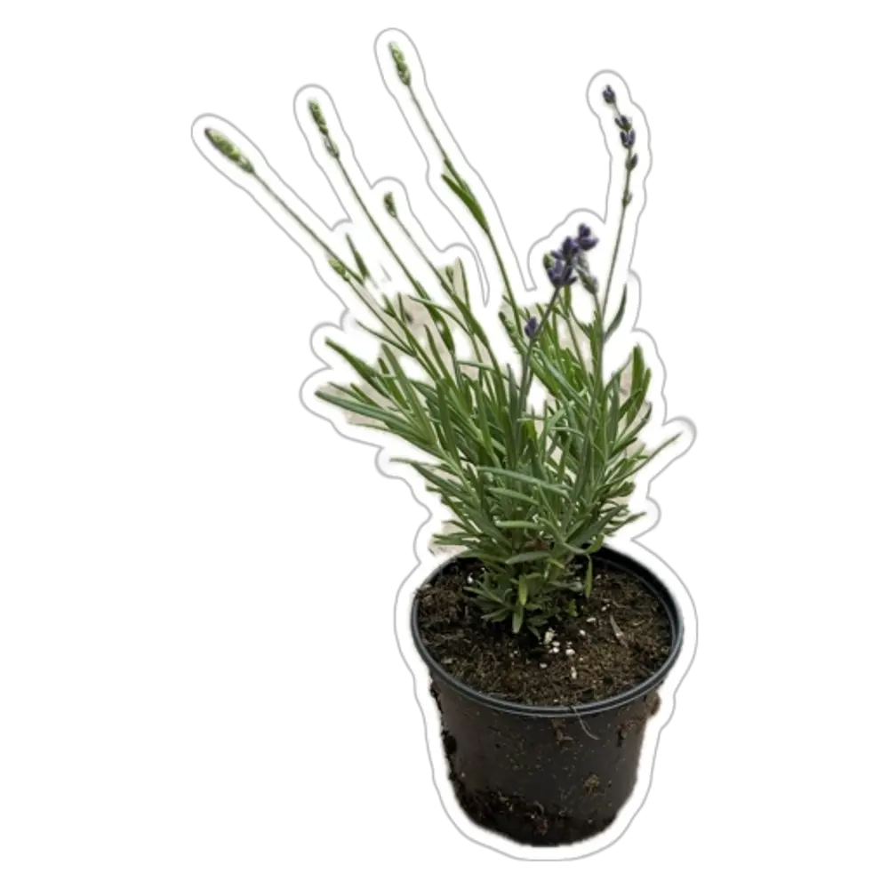 Лаванда садовая рассада в горшке ø11 см 89433286 Santreyd STLM-1584698