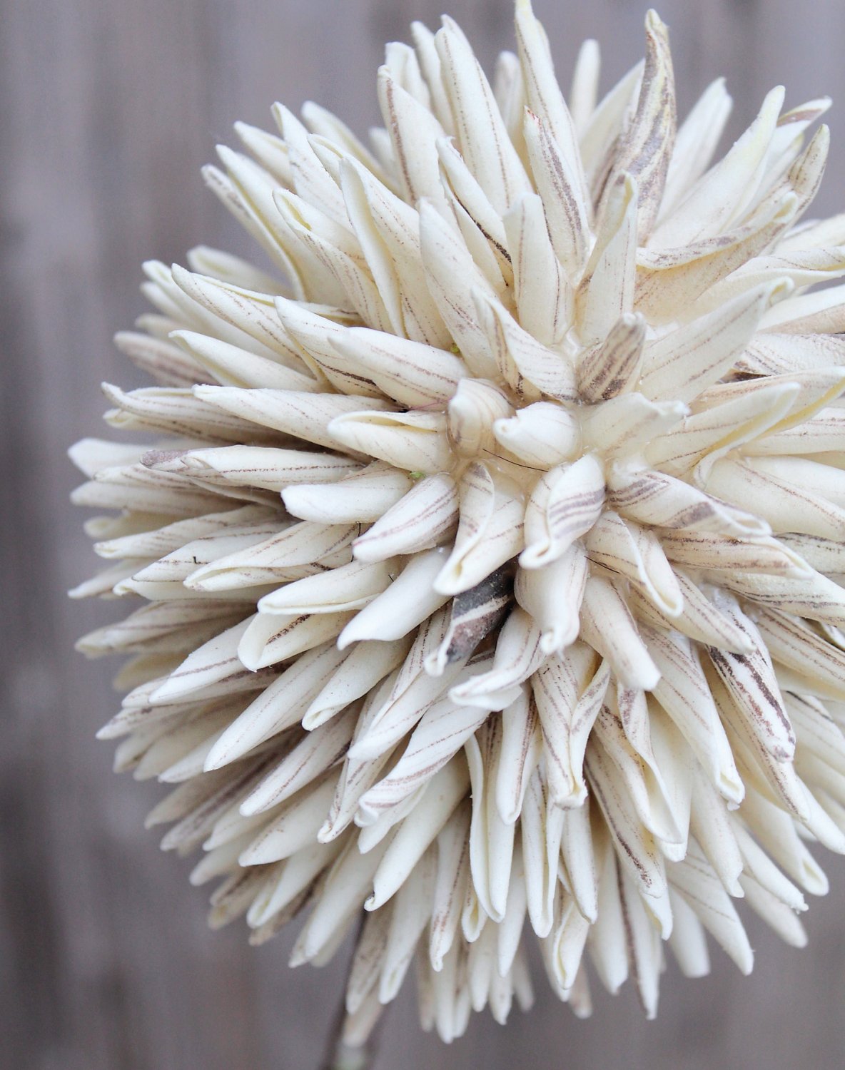 7890 976 a3 Искусственный мягкий цветок 'allium', 80 см, серый H-andreas  - Вид №7