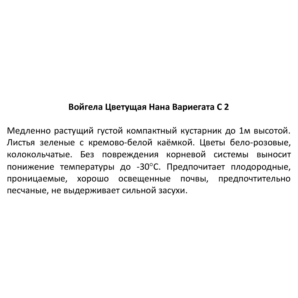 Вейгела Цветущая Нана Вариегата ø17 h30 см 85324868 STLM-2158003 Santreyd  - Вид №2