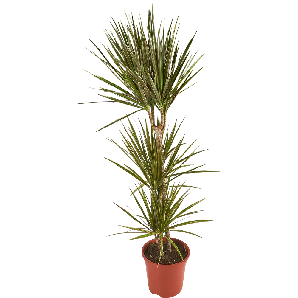 Santreyd Драцена Маргината Биколор — элегантная пальма с розовой окантовкой 11820901 STLM-0001499 - Вид №1