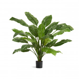 2000983229489 Спацифиллум Гигант куст зелёный 90 см COSMO RED