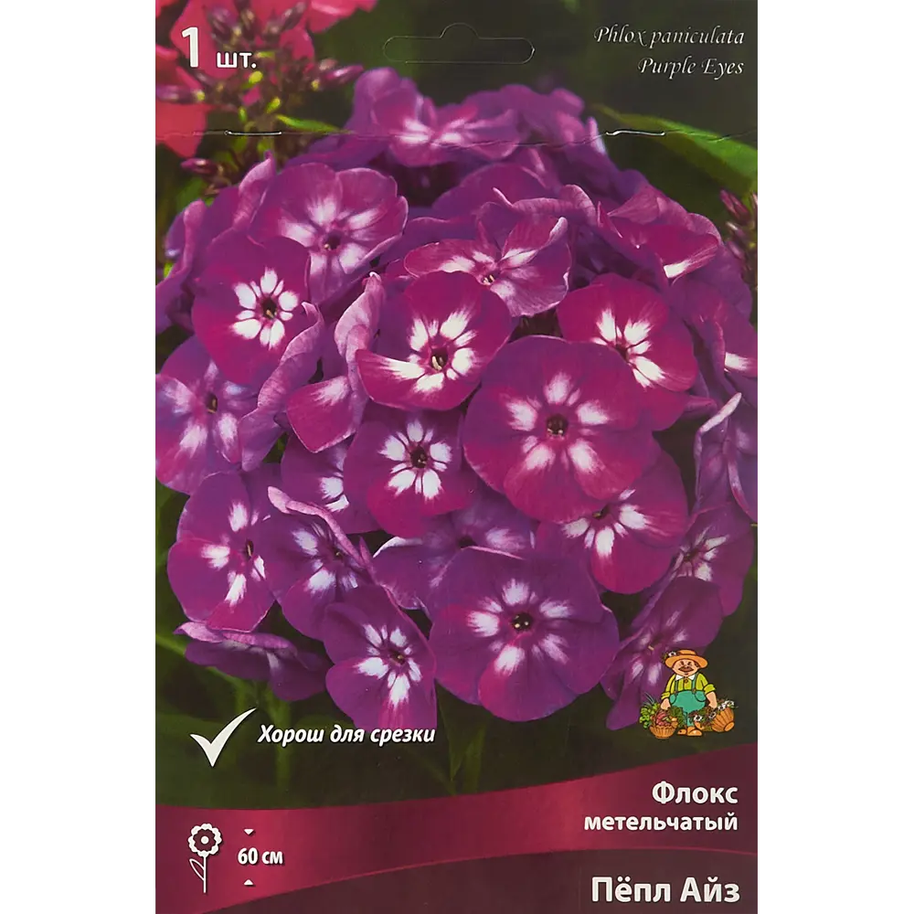 Флокс метельчатый Пёпл Айз от ПОИСК - изысканное цветущее растение 85205682 STLM-1575799