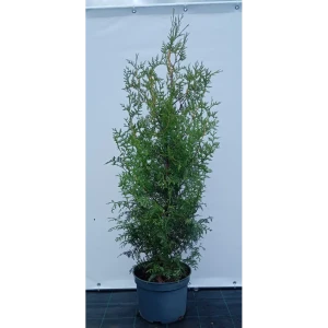 Туя западная Брабант ø28 см h100-120 см 85088214 STLM-2169022