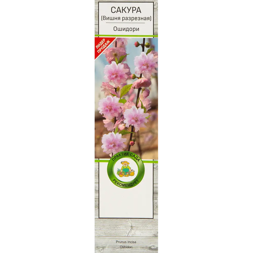 Сакура Ошидори в тубе Поиск Инвест 82527860 STLM-2189599 Santreyd 