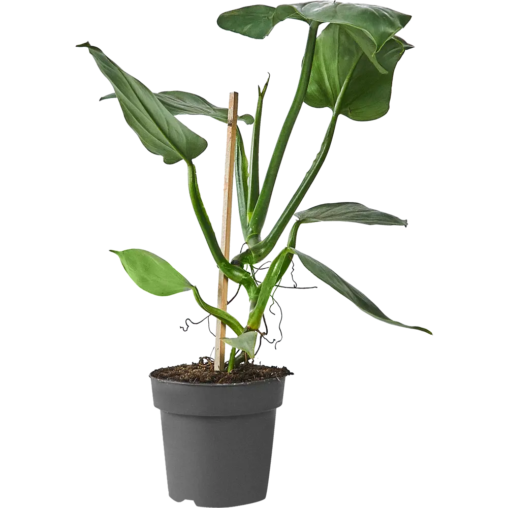 Филодендрон Santreyd Росток - живое украшение интерьера 84587067 STLM-0052408 - Вид №1