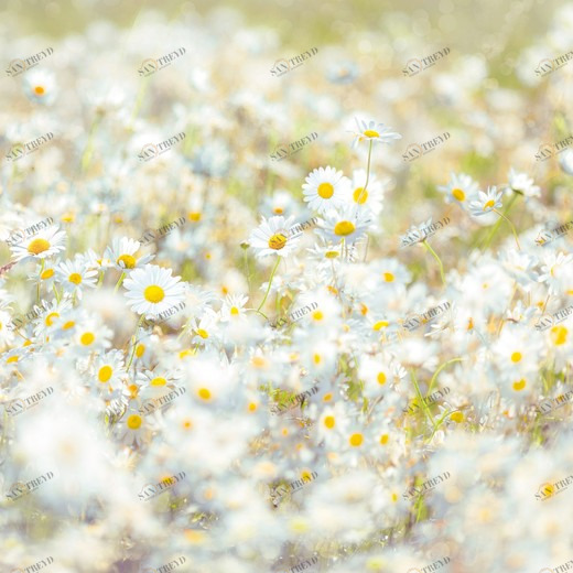 8-994-Daisies Фотообои Komar Vol.15 3.68х2.54 м 8994DAISIES